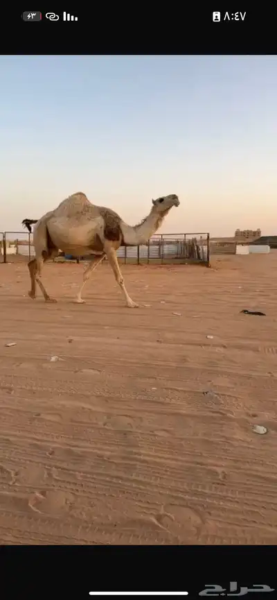 خلفه تحتها قعود سنه ثني لحقه لي 9 شهر علي بعير بتلي بيعين 0
