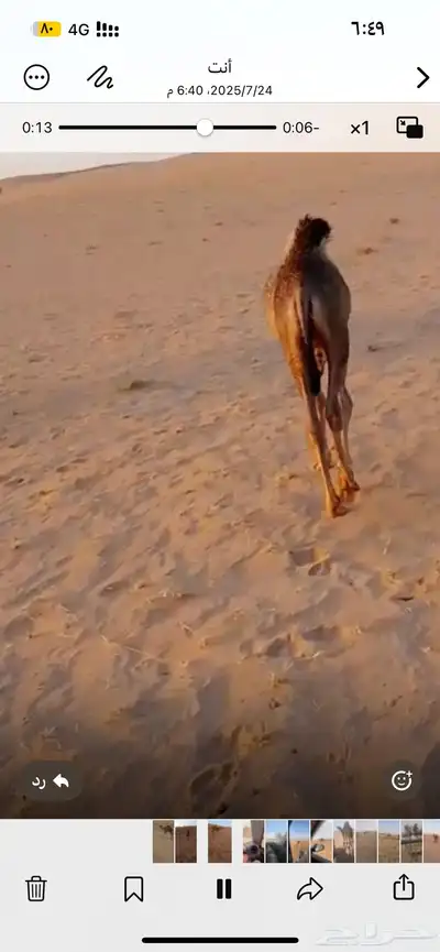 قعود للبيع 1