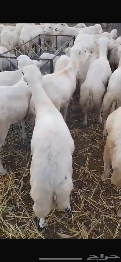 مندوب كباش رفيدي 1