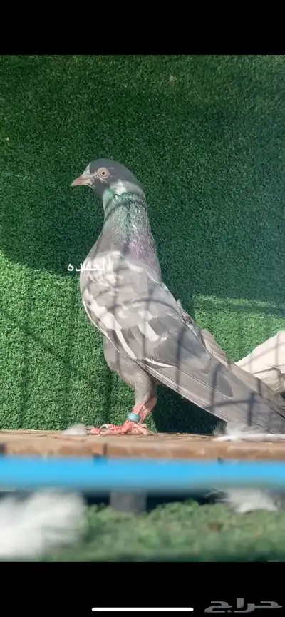 حمام باكستاني سخي 1
