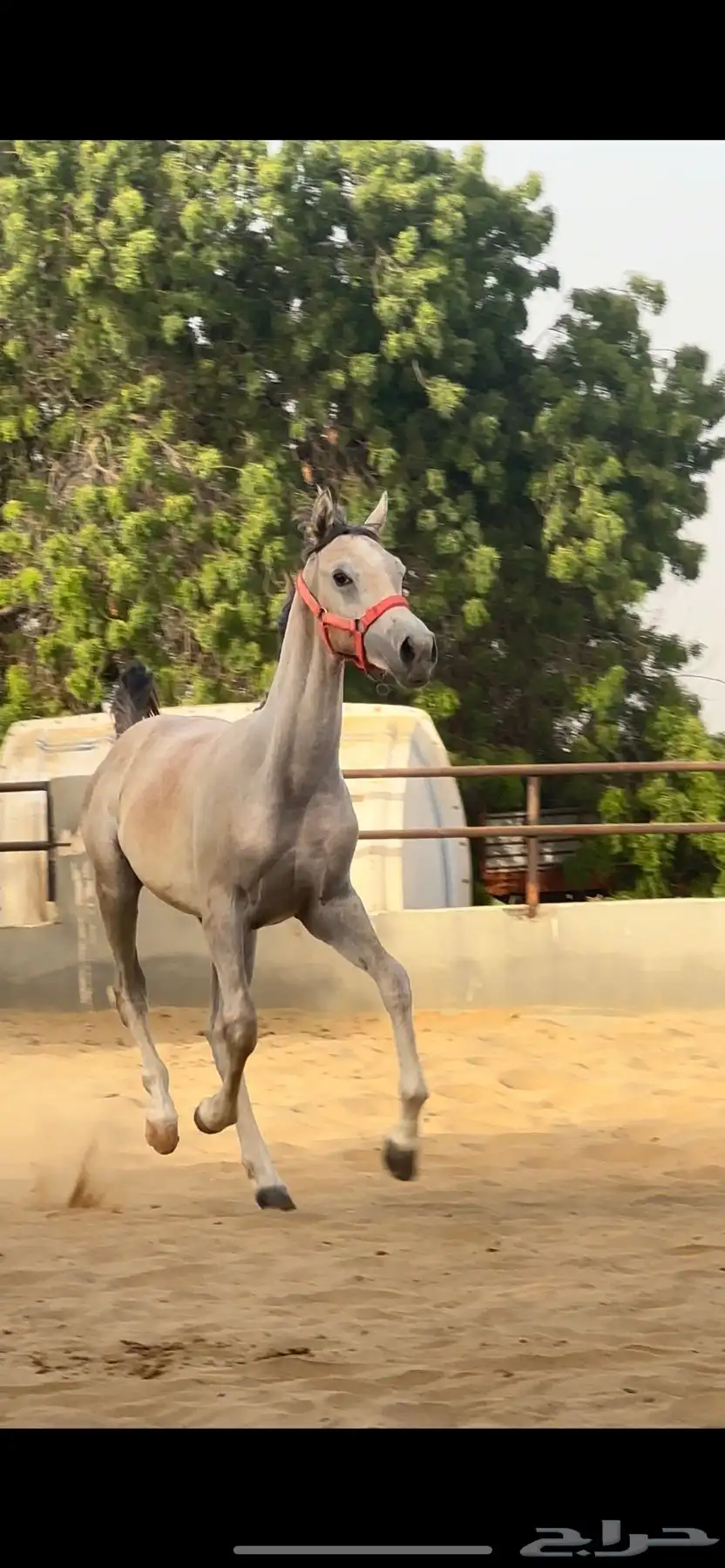 خيل index