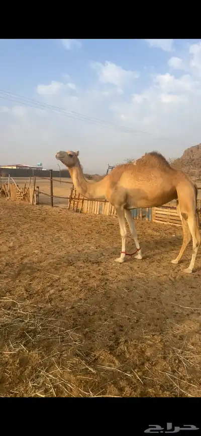 ناقه اصيل 0