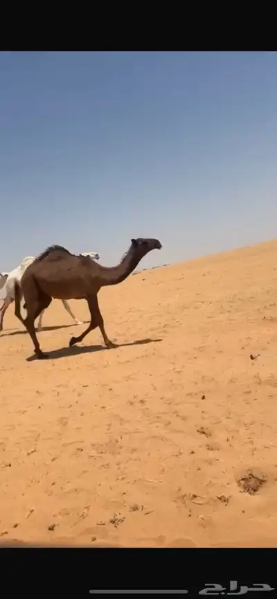 سلام عليكم للبيع البكره 0