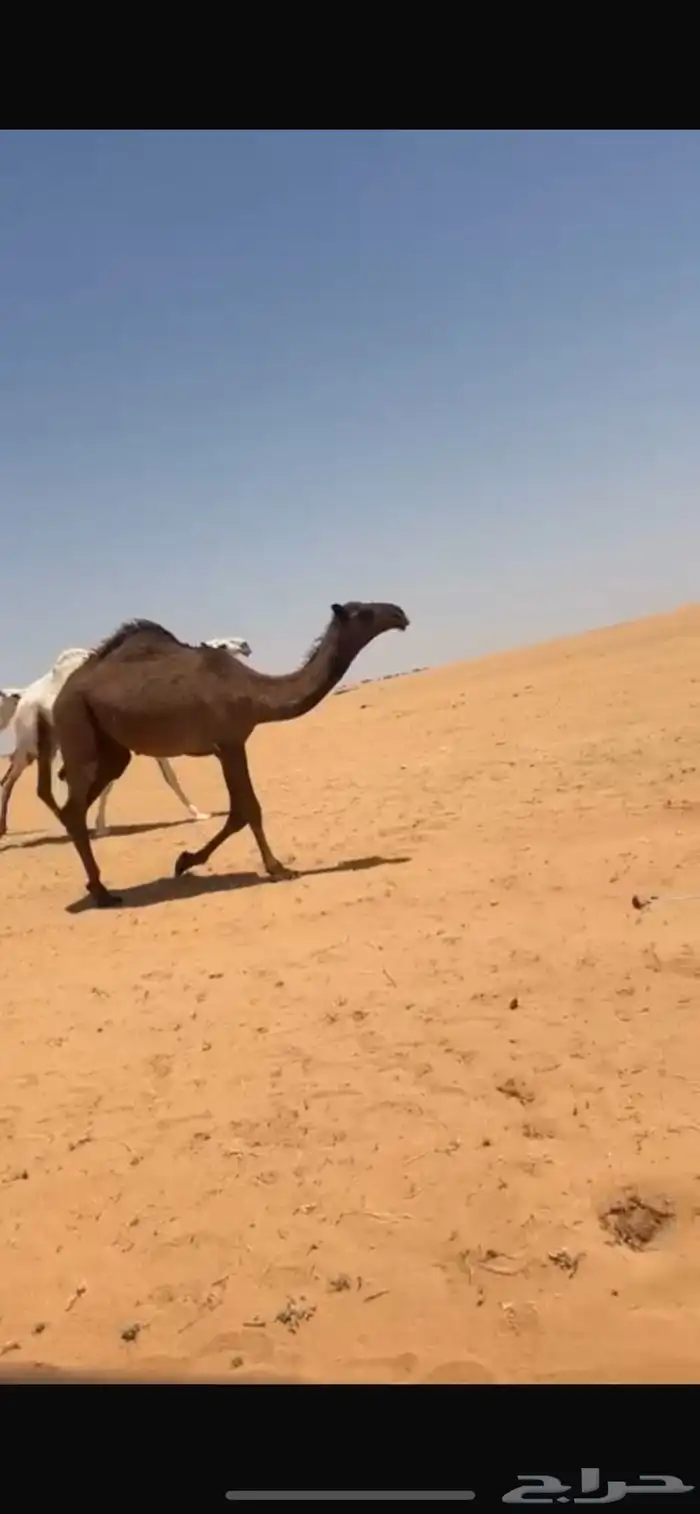 سلام عليكم للبيع البكره 0