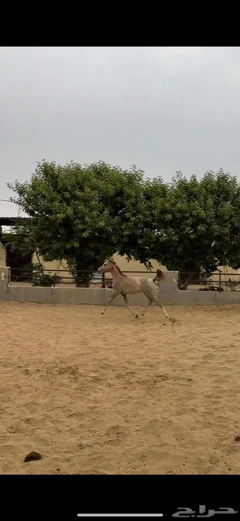 خيل index