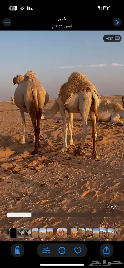 قعدان لحم اربعه 2