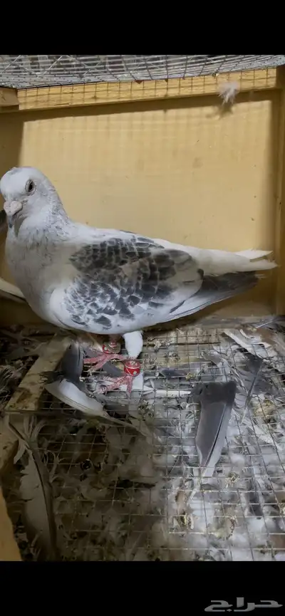 جوز عباسي 1