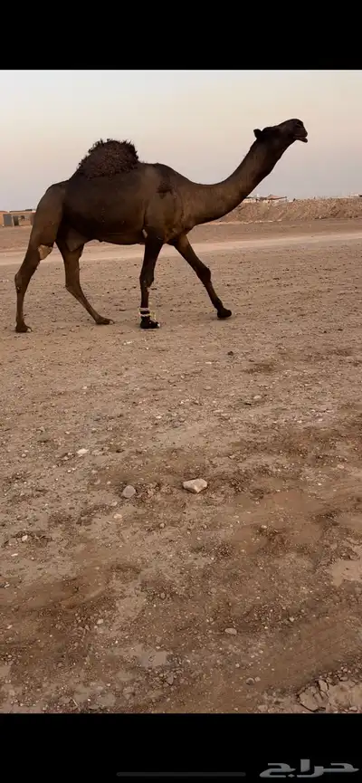 للبيع قعود مجهم كفو 0