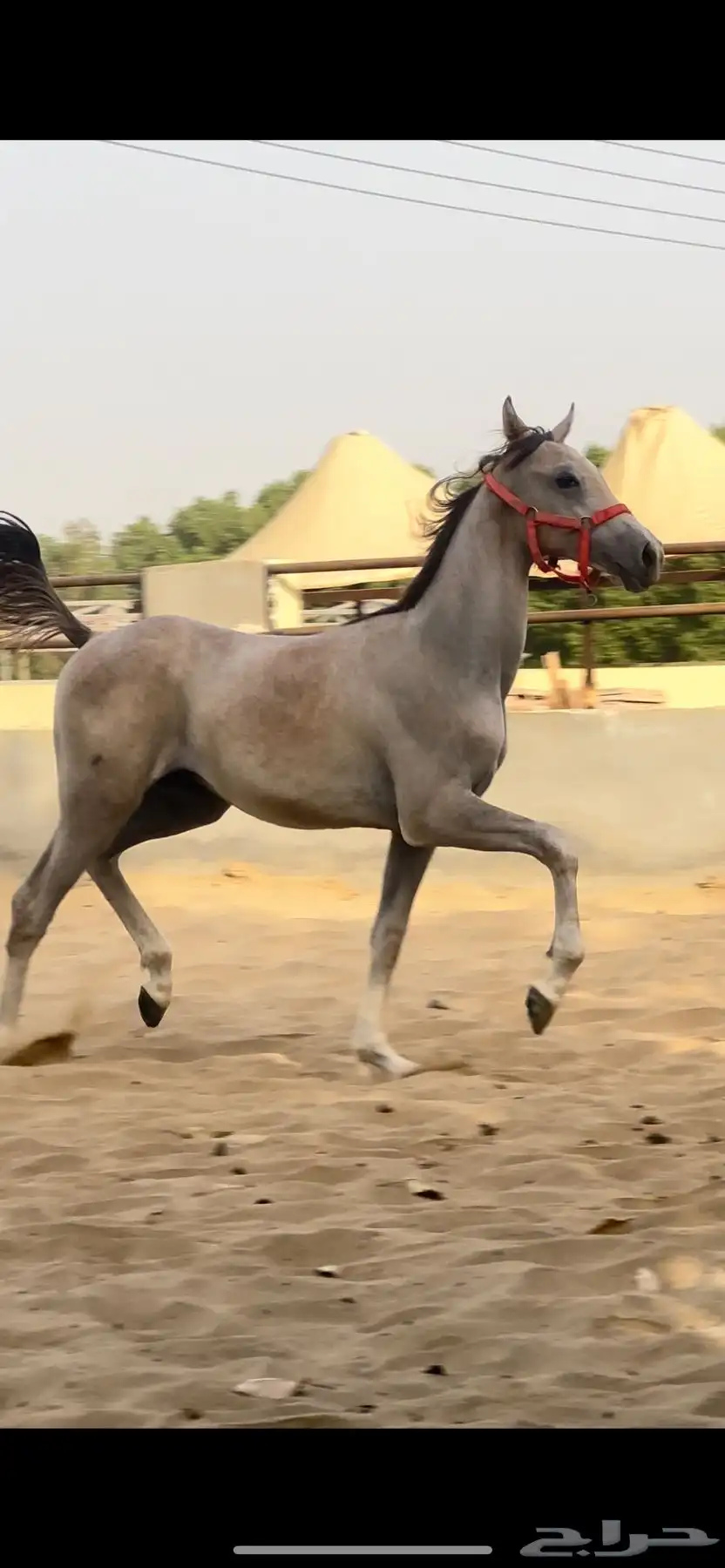 خيل index
