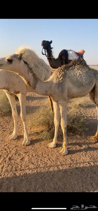 قعود عمره شهرين ونص 0