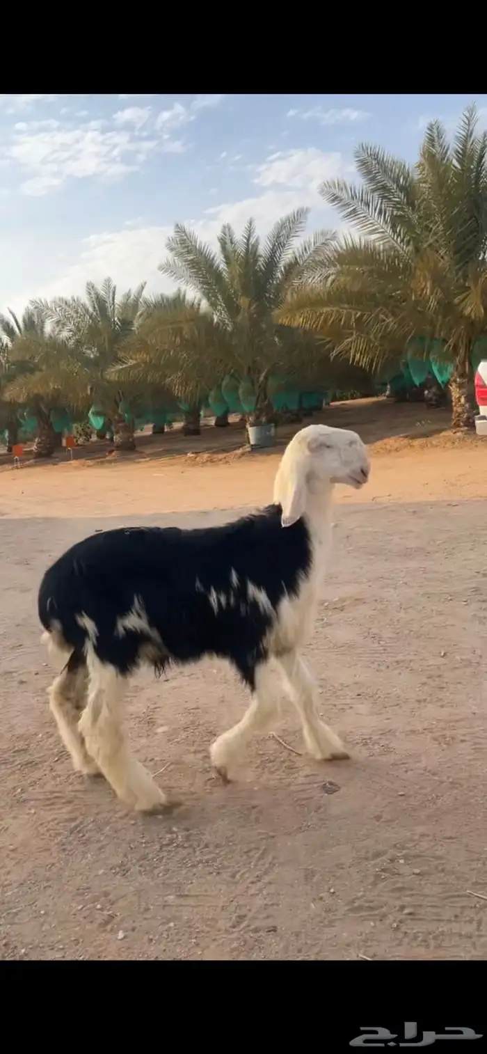 نجدي 3