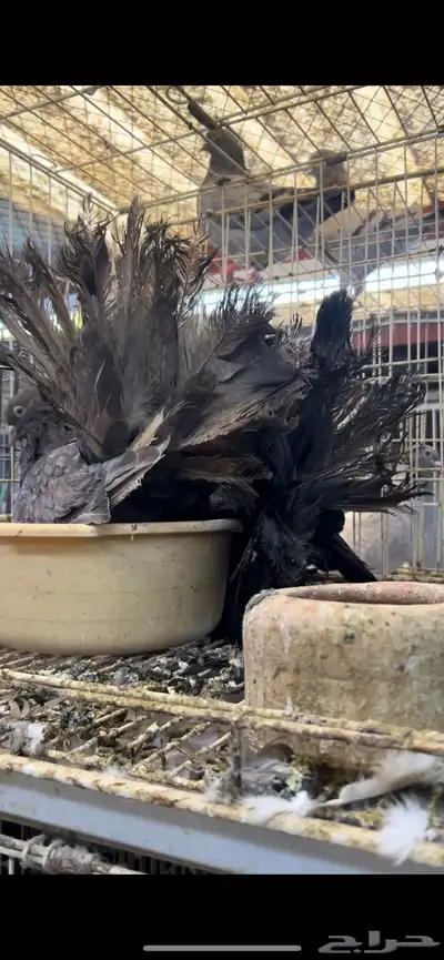 جوز رقاص امريكي 11