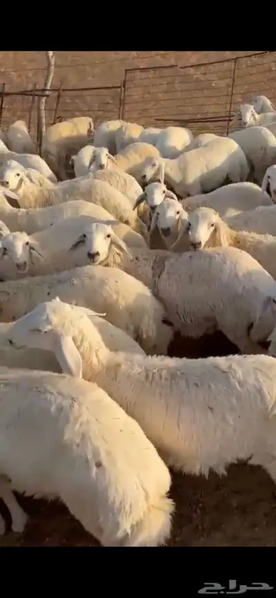 بعم حري عدد 114 1