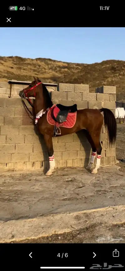 خيل شعبي 0