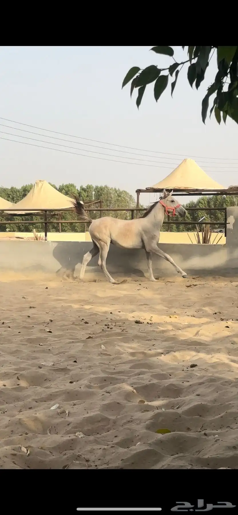 خيل index