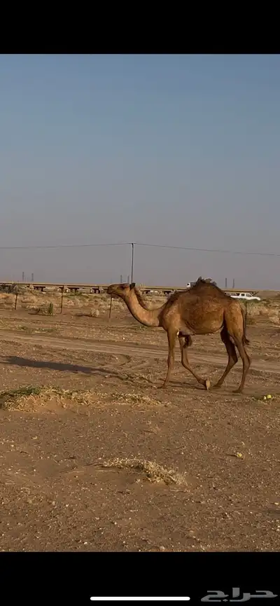 بكره حقه صفراء 2
