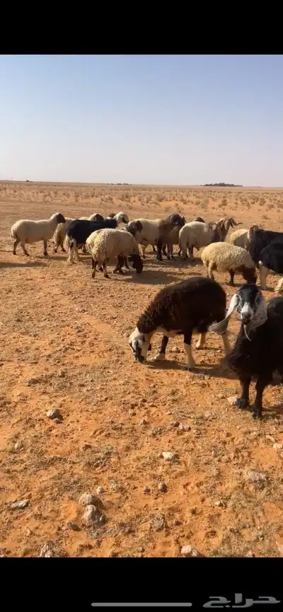 غنم للبيع 3