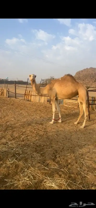 ناقه اصيل 2