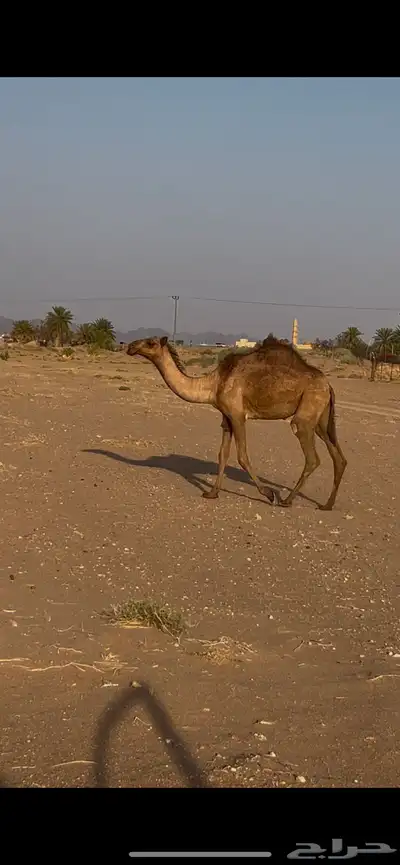 بكره حقه صفراء 3