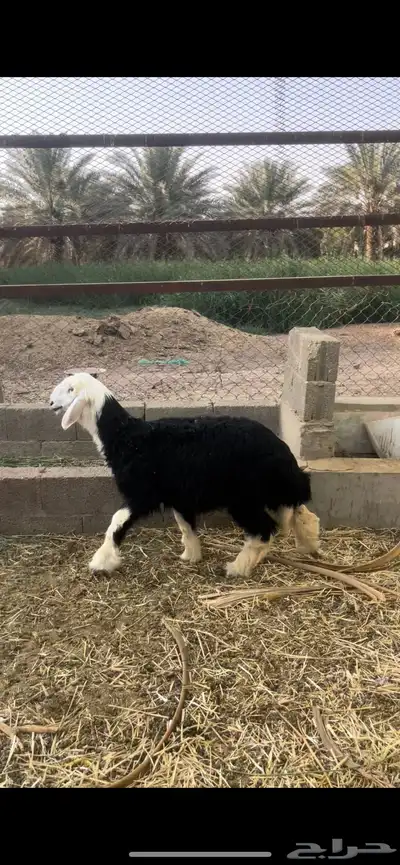 رخل نجدية ذبيحة ( تم البيع ) 0