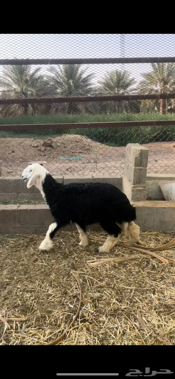 رخل نجدية ذبيحة ( تم البيع ) 0