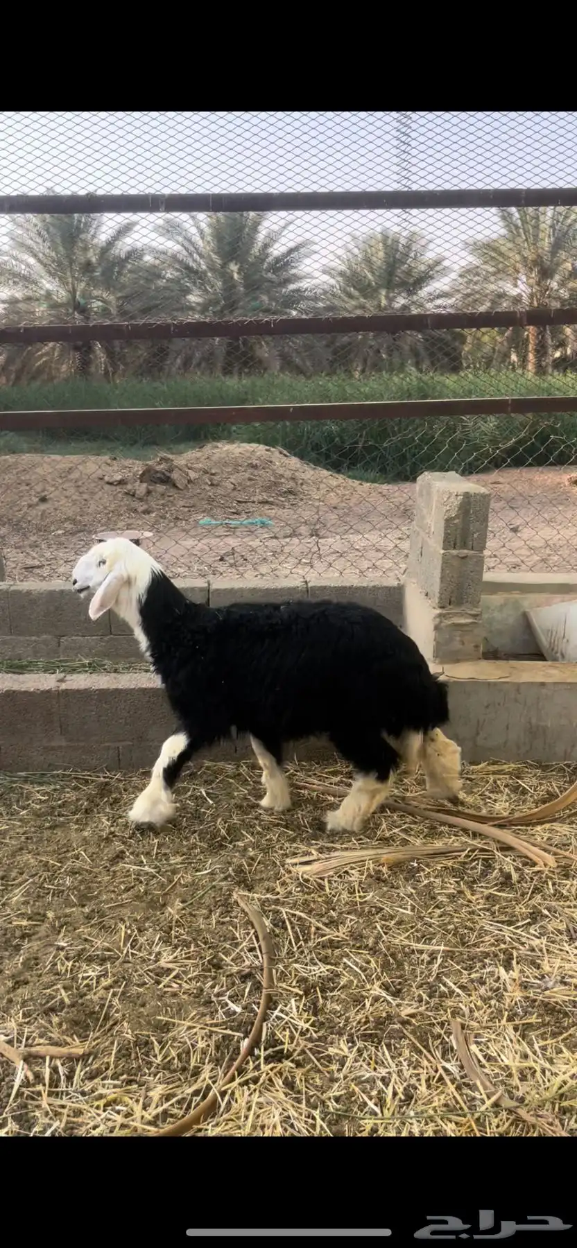 رخل نجدية ذبيحة 0