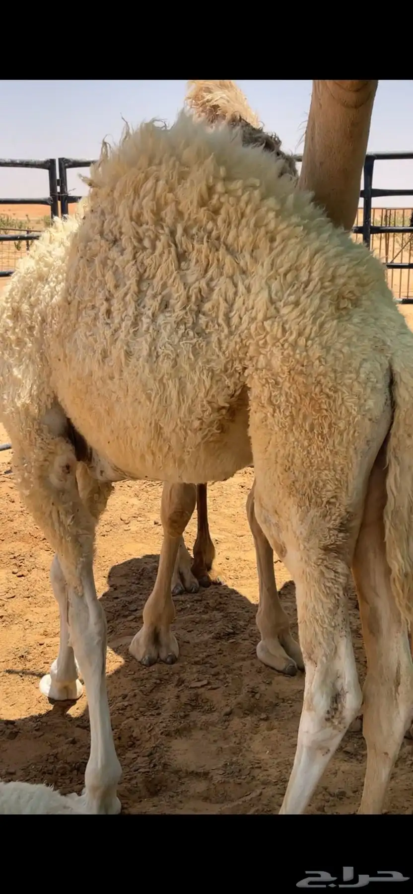 قعواد كفو شحم فل الموقع الخويش الجنوبي 0