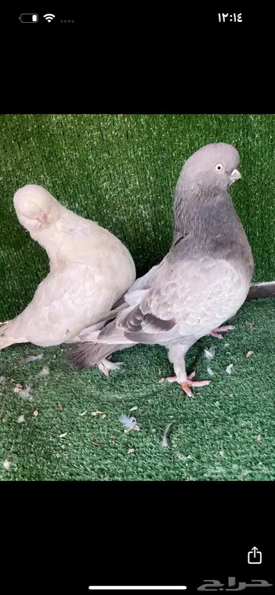 حمام لونق فيس 0