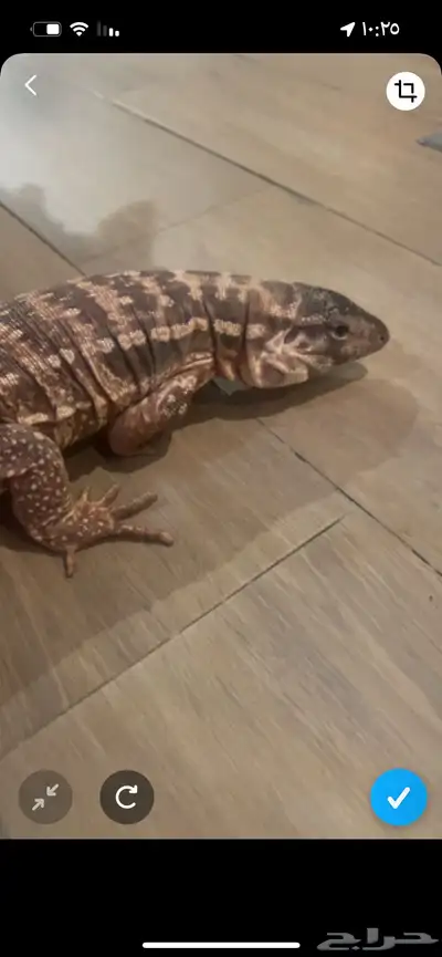 سحلية مفقوووده بالرياض حي الجزيره 3