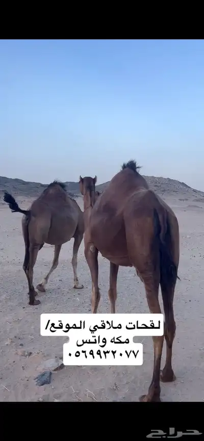 ناقه لقحه جنب 7