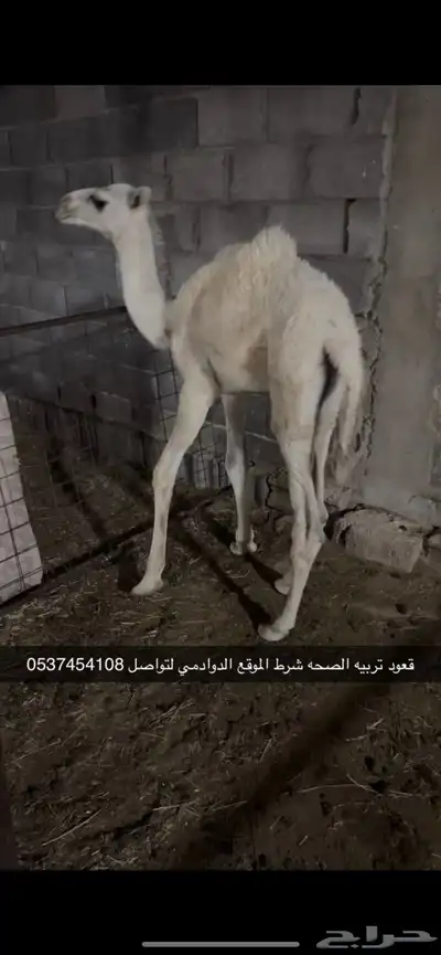 قعود تربيه 0