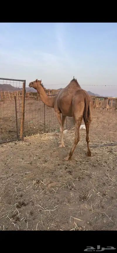 بكره حمراء لقحه الحد 6500 2