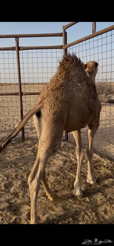 قعود كفو فل شحم للبيع 2