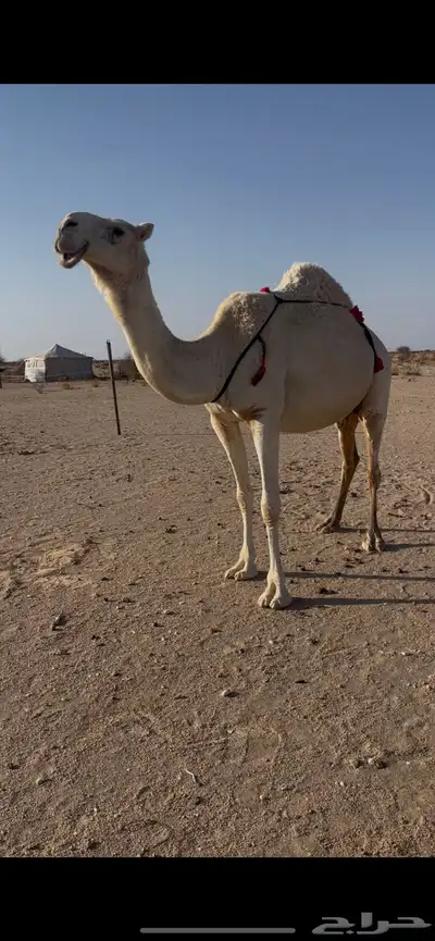 عشرا 0