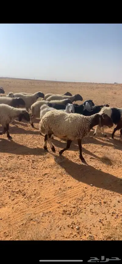 غنم للبيع 0