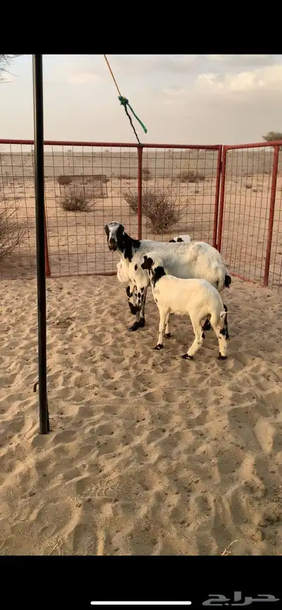 شاه رفيديه فاخره معها رخل وطلي 0