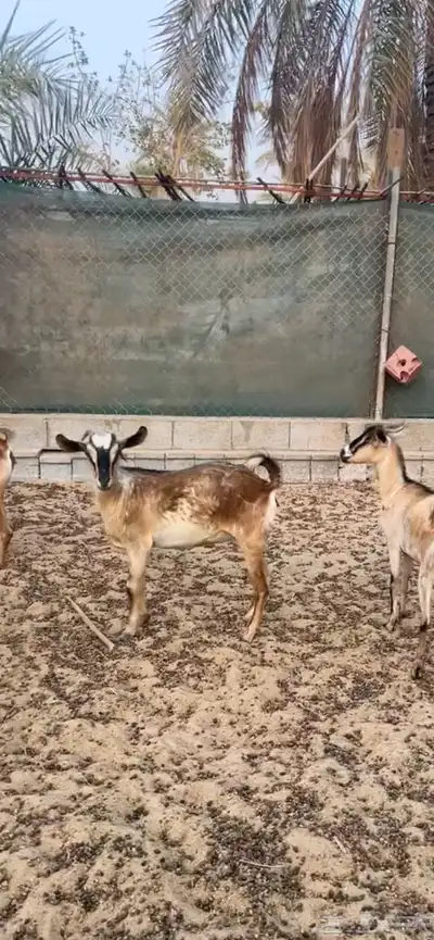 7معزا جنوبيات مراح واحد لون واحد كفووو 1