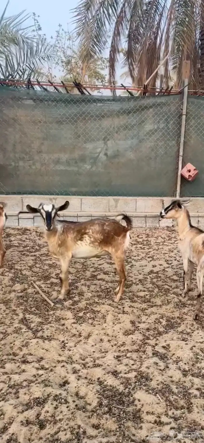 7معزا جنوبيات مراح واحد لون واحد كفووو 1