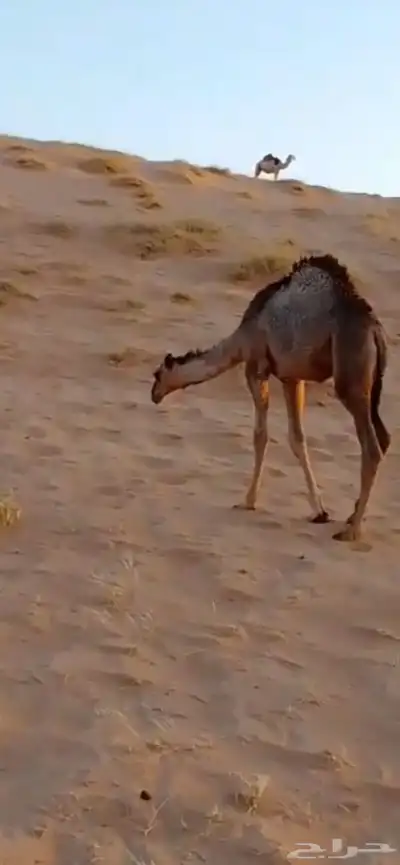 قعود للبيع 3
