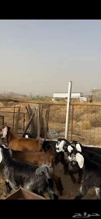 تيوس وجفار 1