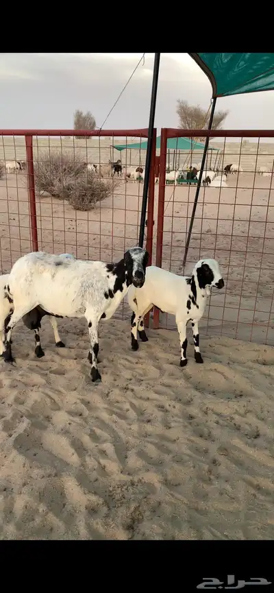 شاه رفيديه فاخره معها رخل وطلي 1