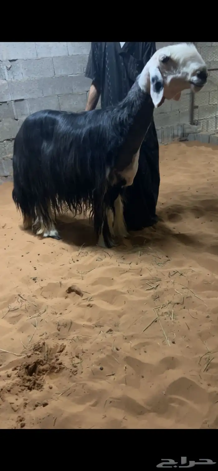 تم البيع 1