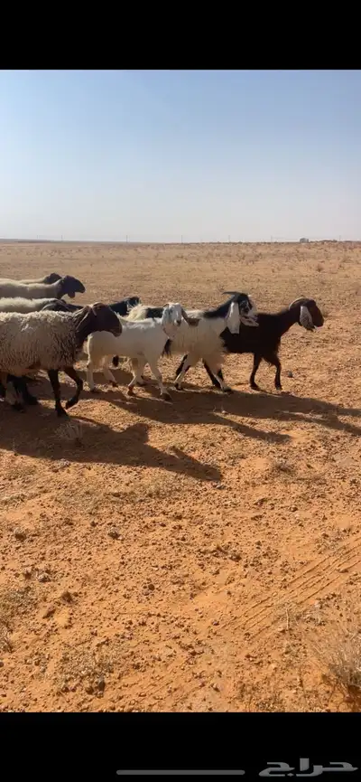غنم للبيع 1