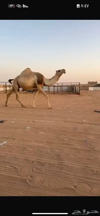 خلفه تحتها قعود سنه ثني لحقه لي 9 شهر علي بعير بتلي بيعين 1