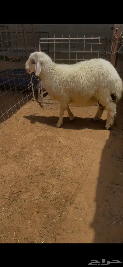 خروف مهجن فل شحم 1
