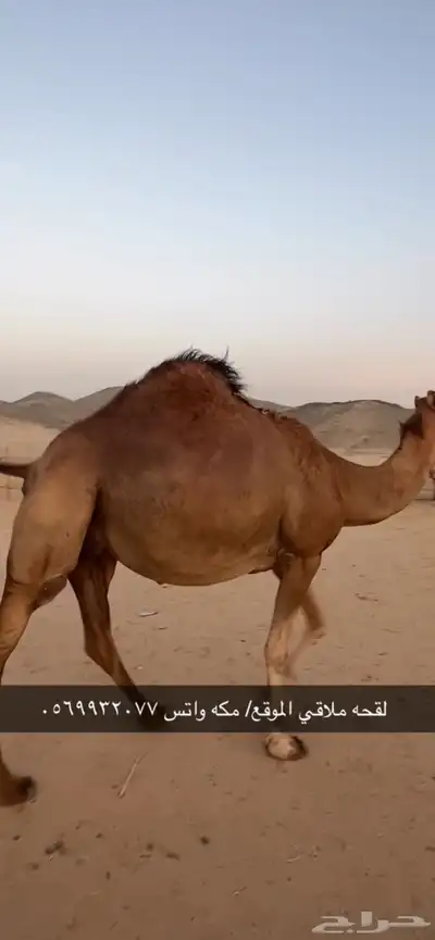 ناقه لقحه جنب 9