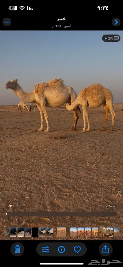 قعدان لحم اربعه 0