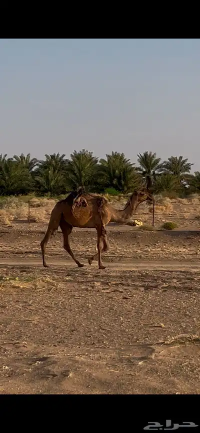 بكره حقه صفراء 0