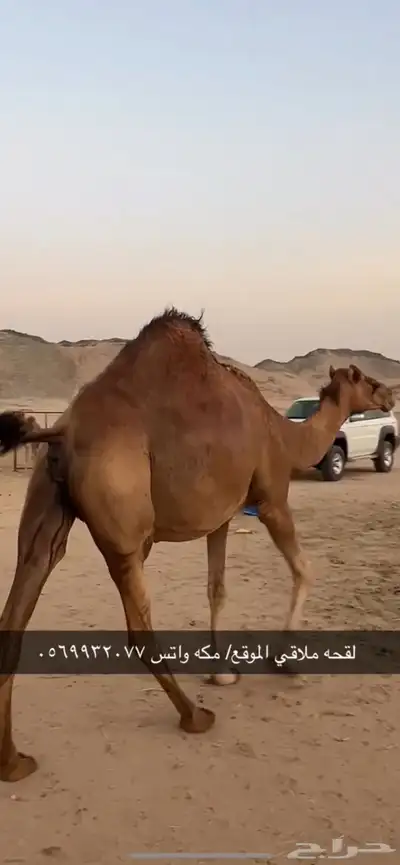 ناقه لقحه جنب 11