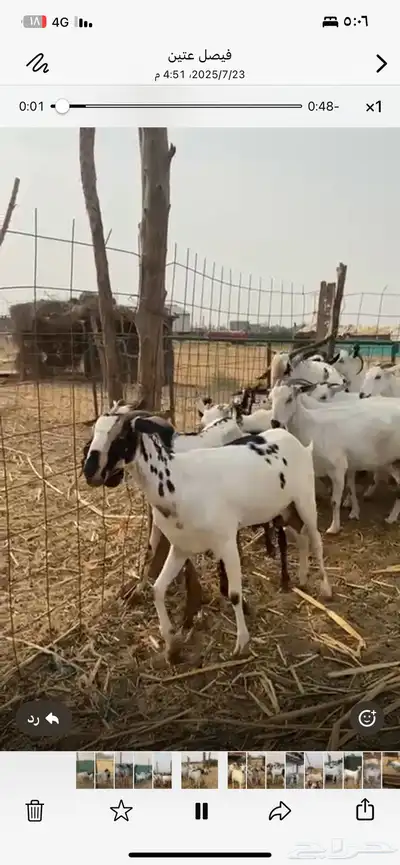 غنم صنف فاخر 0